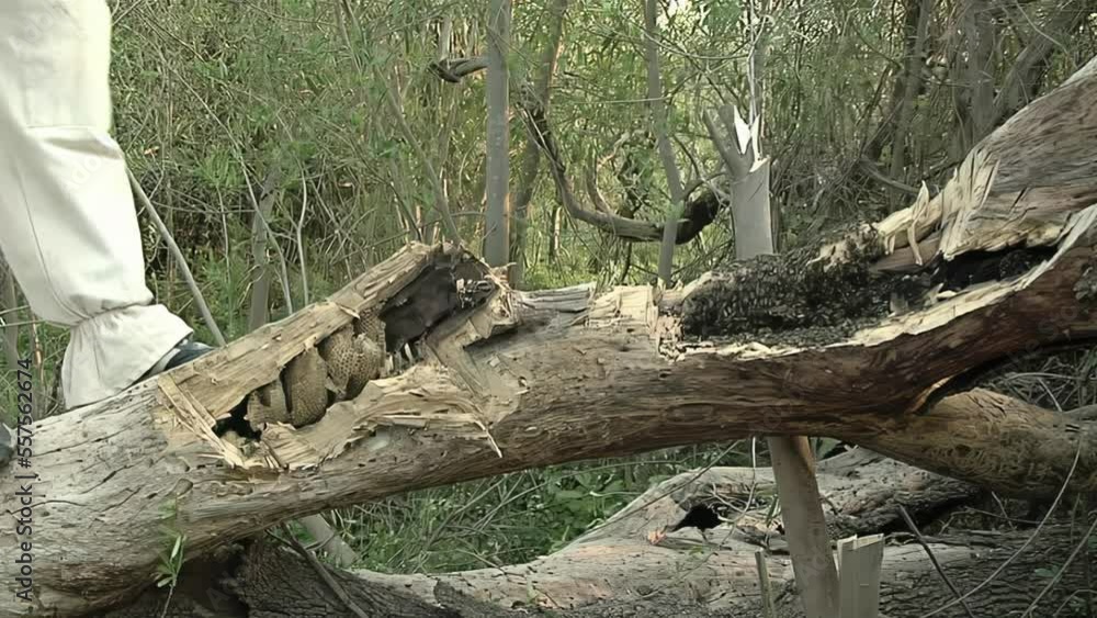 Man Cutting Tree Bark Looking for a Wild Beehive Inside Tree Trunk in the Woods. 