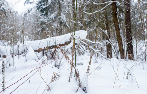 Fallen tree trunk under snow in snowy forest, woods in winter nature, cold weather