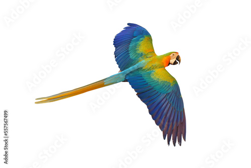 Colorful Catalina parrot flying isolated on transparent background png file