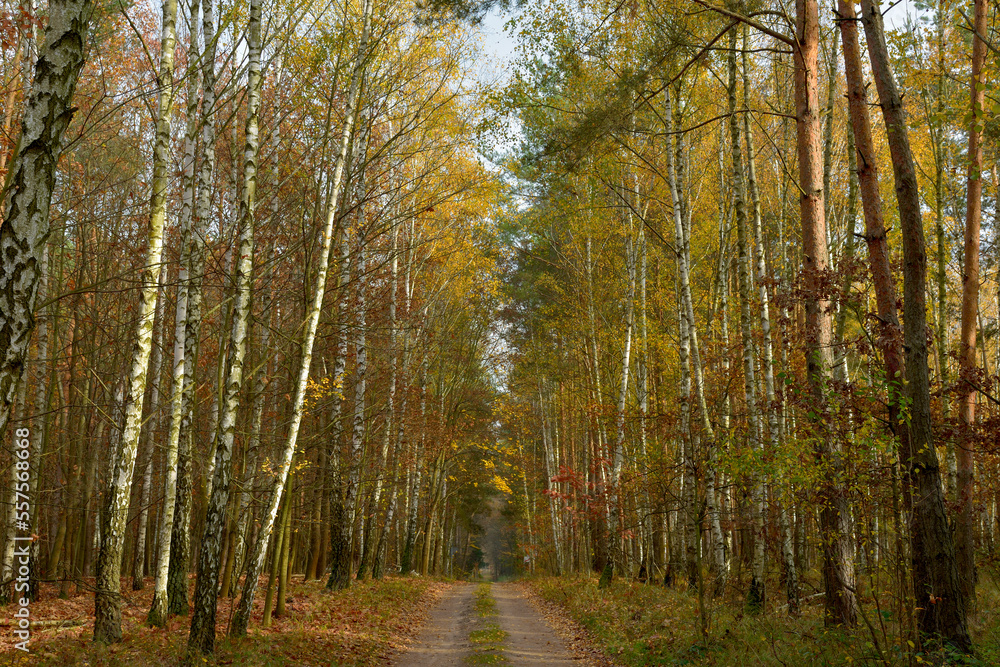 Naklejka premium Leśna droga jesienią
