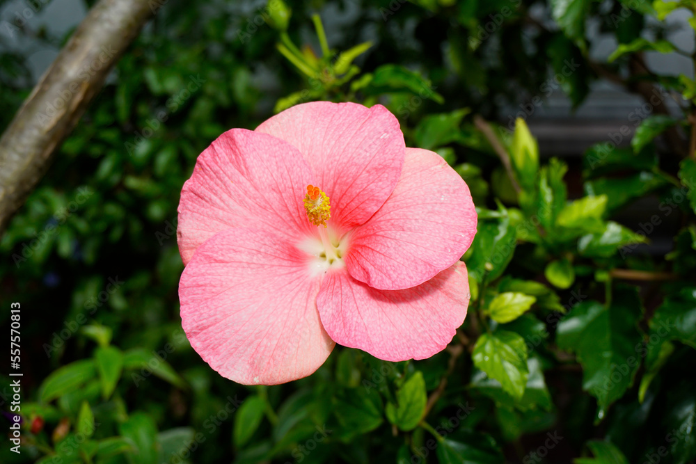 Garden Flower Garden Flower