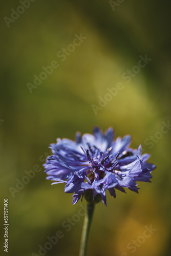 Medicinal Herb Garden and wild flowers