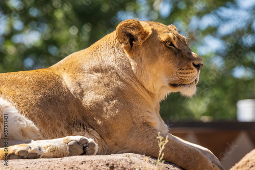 Lioness relaxing in a zoo enclosure