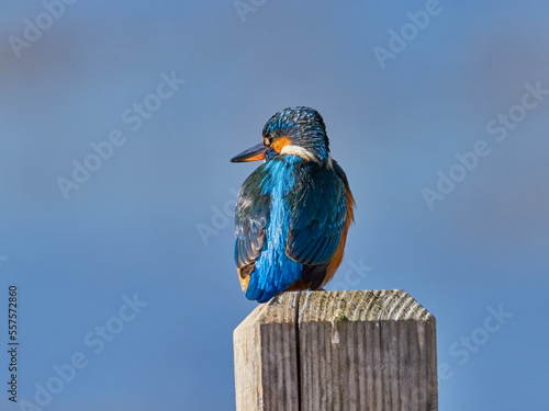 Common kingfisher, Alcedo atthis, in the marsh of the albufera of Valencia, Spain © Alfre_Xat