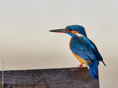 Common kingfisher, Alcedo atthis, in the marsh of the albufera of Valencia, Spain © Alfre_Xat