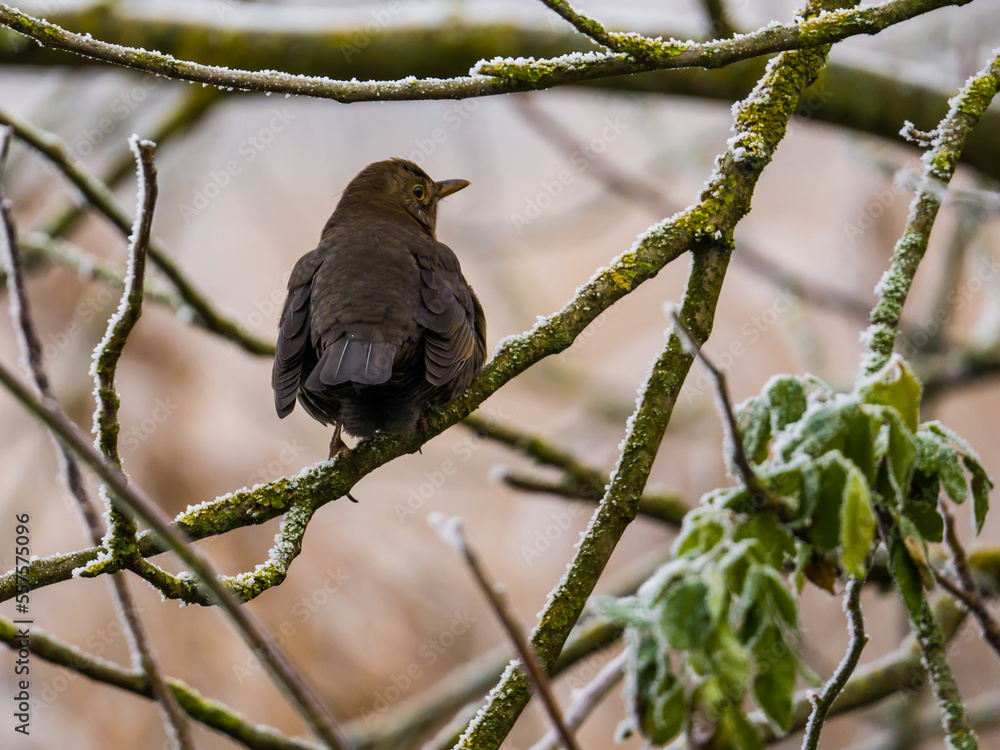 Fototapeta premium Blackbird female perching on hoar-covered branches