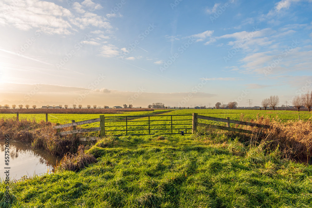 Closed iron gate on the edge of a meadow in a Dutch polder. It is autumn and the reed on the side of the ditch has turned yellow.