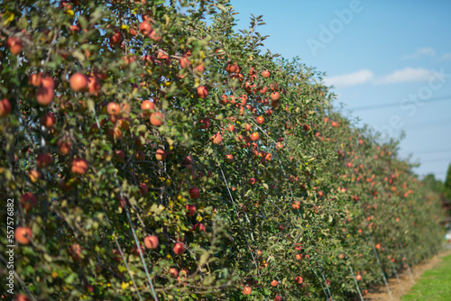 果樹園のリンゴの木 © Kazuki Yamada