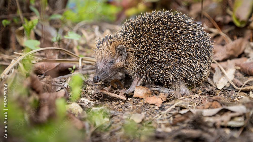 Junger Igel Junger Igel