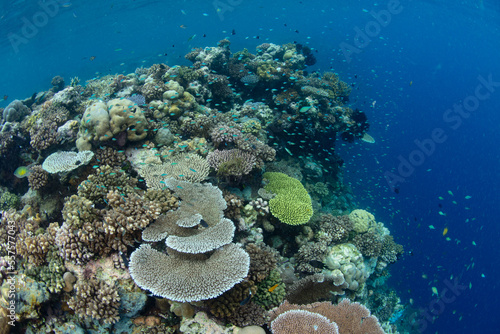 A coral reef composed of a wide variety of reef-building corals grows in the Solomon Islands. This beautiful country is home to spectacular marine biodiversity and many historic WWII sites.