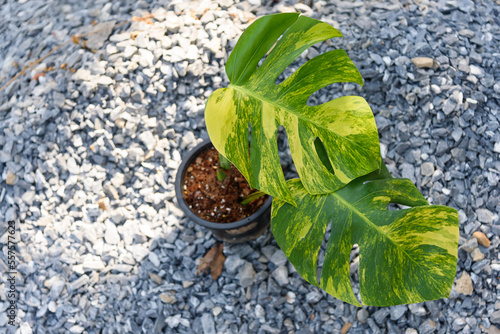 Fresh leaf of monstera aurea variegated in the pot photo