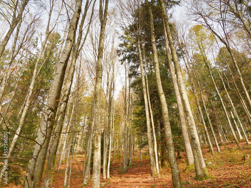 Schwarzwald Landschaft. Zeller Bergland. Berghang mit prächtige Buchenwald mit Herbstlaub photo