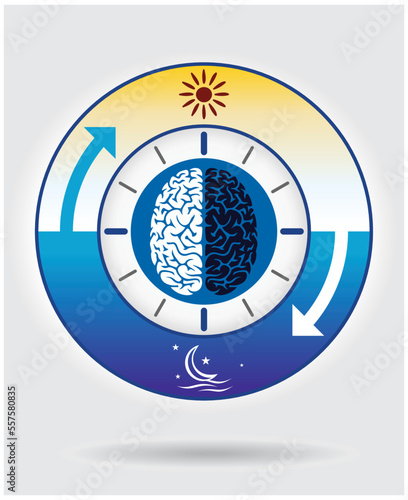 An overview of sleep-wake cycles and the circadian rhythm: daytime and nighttime processes of the body vector illustration.