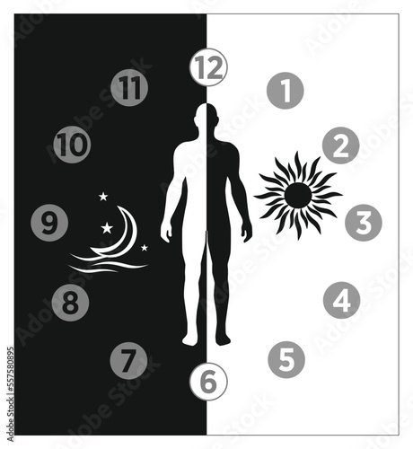 Circadian rhythm and sleep-wake cycle stock illustration,  Healthy day-night biological cycle diagram 