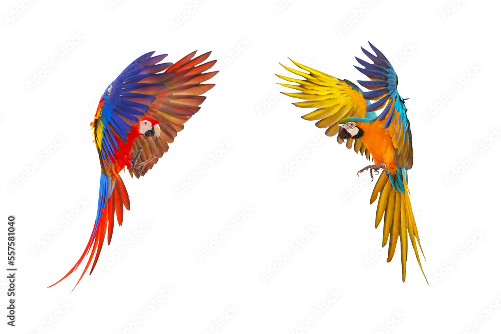 Obraz premium Colorful flying parrot isolated on transparent background png file