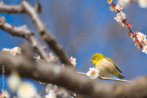 Plum and White Eye in winter