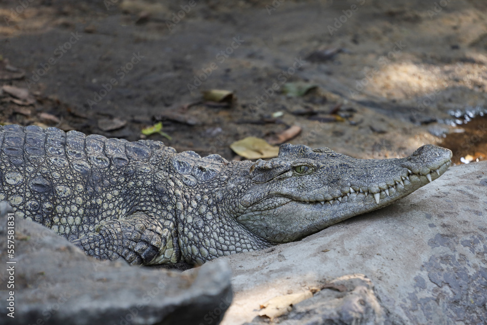 The thai crocodile rest on the garden The thai crocodile rest on the garden