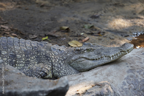 The thai crocodile rest on the garden © pumppump