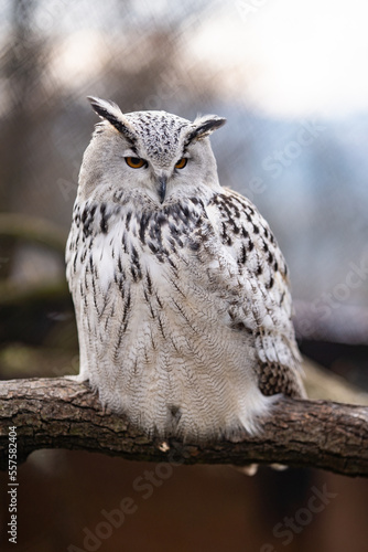 Owl grey