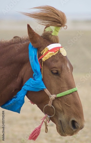 Profile of a decorated horse racing in Naadam Festival in Gobi Desert, Mongolia