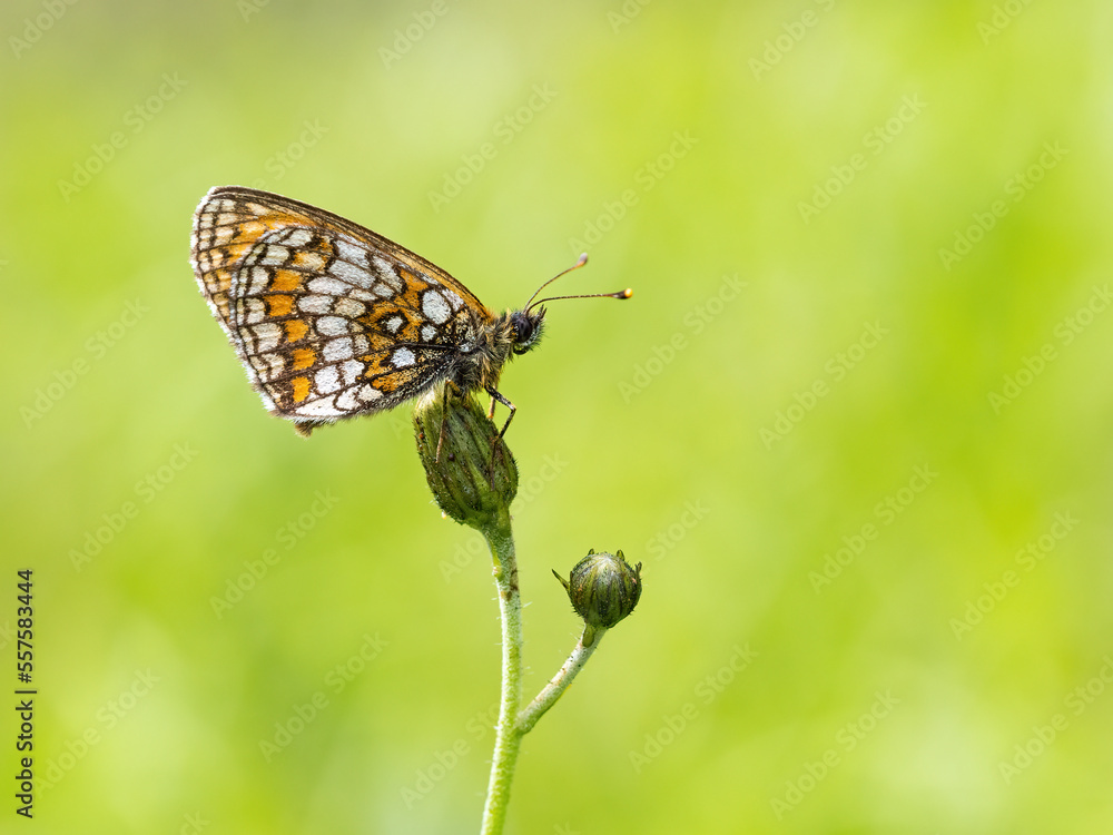 Fototapeta premium Beautiful nature scene with Heath fritillary (Melitaea athalia). Macro shot of Heath fritillary (Melitaea athalia) on the grass. Butterfly Heath fritillary (Melitaea athalia) in the nature habitat.
