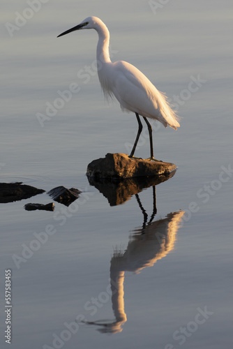 Grande aigrette - Egretta alba - étang de Thau à Mèze dans le département de l'Hérault en Occitanie photo