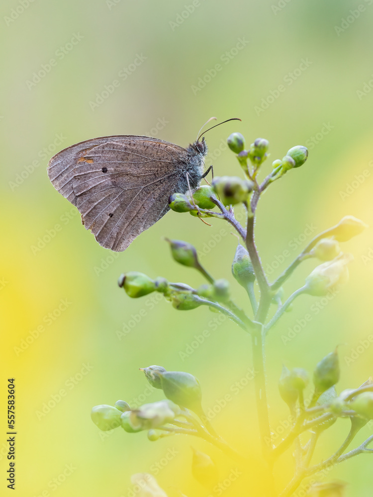 Obraz premium Beautiful nature scene with Meadow brown (Maniola jurtina). Macro shot of Meadow brown (Maniola jurtina) on the grass. Butterfly Meadow brown (Maniola jurtina) in the nature habitat.