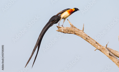 Long-tailed paradise whydah (Vidua paradisaea) or east paradise whydah is from the family of Passeriformes and Viduidae. Small passersby with short stump bills that can be found in Sub-Saharan photo