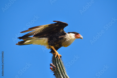 Crested Caracara about to take flight in Washington Slagbaai National Park, Bonaire photo
