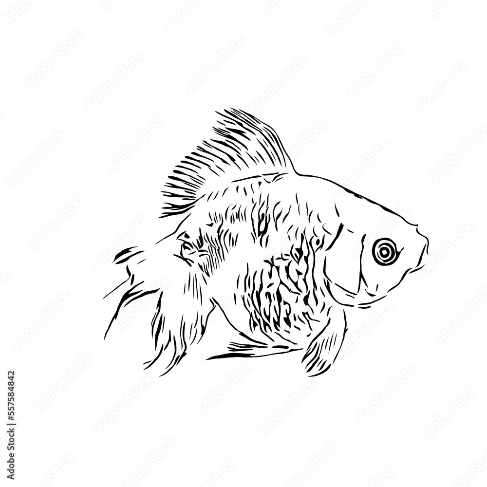 Fototapeta premium black and white drawing sketch of a fish with a transparent background