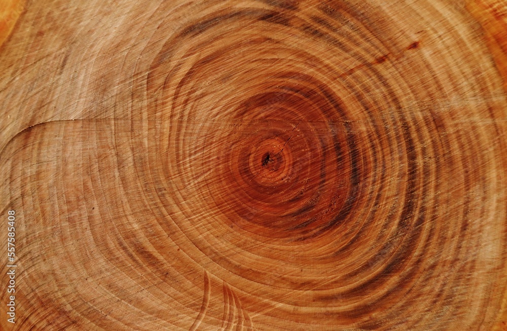 Naklejka premium Baumscheibe mit Jahresringen