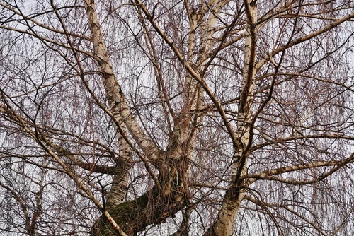 Wallpaper Mural Kahle Baumkrone Torontodigital.ca