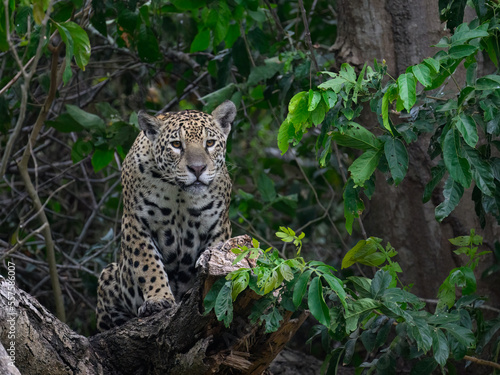 Wild Jaguar sitting on fallen tree trunk in Pantanal  Brazil