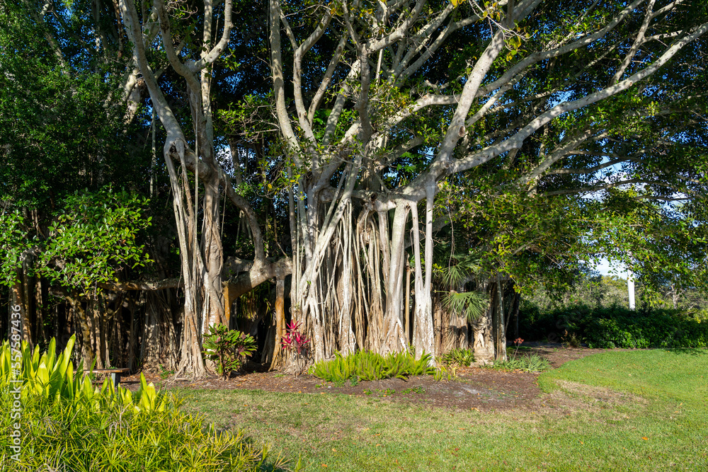 Foto de A big banyan tree is shown. A banyan is a fig that develops ...
