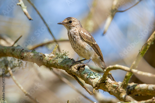 The ashy flycatcher (Muscicapa caerulescens) is a species of bird in the Old World flycatcher family Muscicapidae. It is found throughout sub-Saharan Africa.