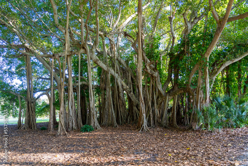 A big banyan tree is shown. A banyan is a fig that develops accessory trunks from adventitious prop roots allowing the tree to spread outwards indefinitely. photo