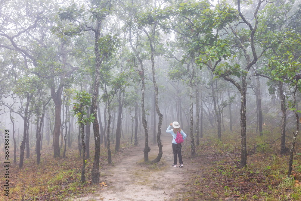 Young women hiking on high mountain with forest and mist, Chaiyaphum province Thailand. Young women hiking on high mountain with forest and mist, Chaiyaphum province Thailand.