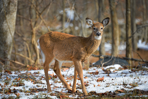 Canvas Print White-tailed deer in winter forest
