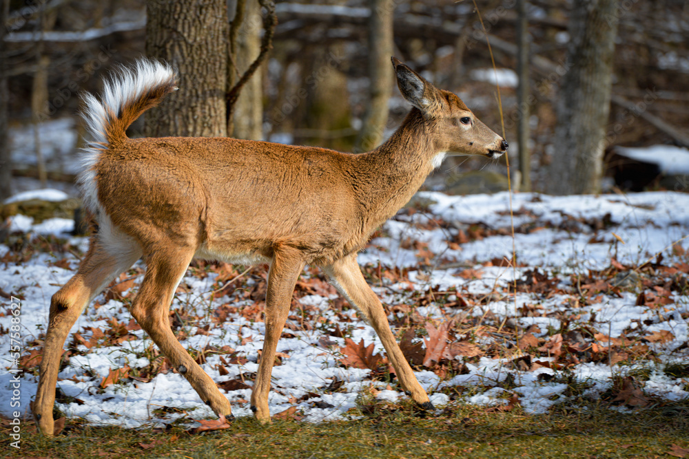Obraz premium White-tailed deer in winter forest