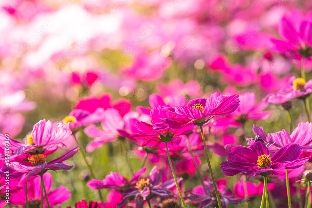 Fototapeta premium A stunning shot of a cosmos flower, with its delicate pink petals fully bloomed and surrounded by green foliage. Known for its delicate beauty and its ability to bring a touch of whimsy to any garden.