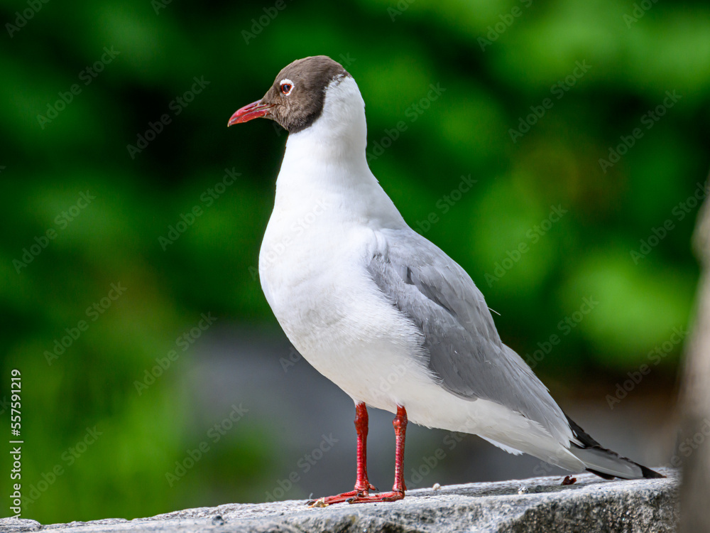 seagull on the rock