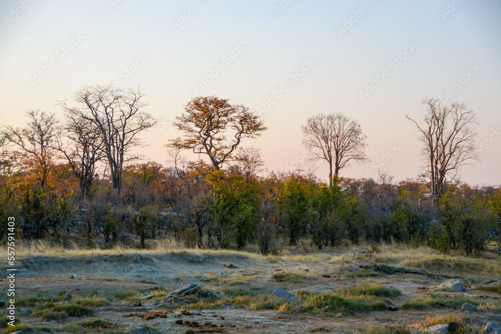 Silhouettes of trees in evening sky over African bush, Hwange National Park, Zimbabwe Silhouettes of trees in evening sky over African bush, Hwange National Park, Zimbabwe