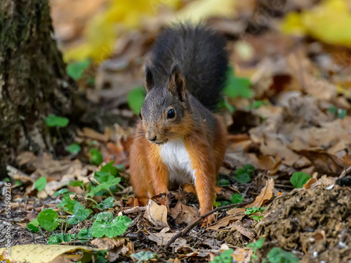 Little Curious Squirrel