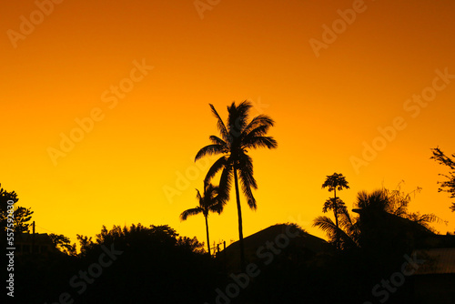 palm tree sunset