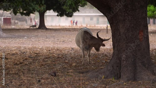 Bull standing in shaded area beside tree