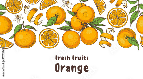 Orange fruit hand drawn design. Vector illustration. Design, package, brochure illustration. Orange fruit frame illustration. Design elements for packaging design and other.
