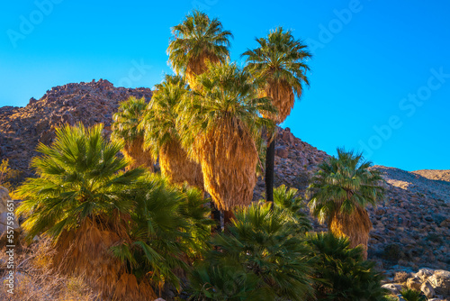 Joshua Tree National Park Hiking Trail Landscape Series, hundreds of years old palm trees at sunrise against the blue sky background at Fortynine Palms Oasis Trail in Twentynine Palms, California photo