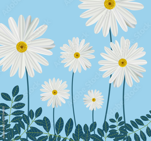 Vector pattern with camomiles on isolated blue background.