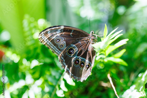 Key West Butterfly photo