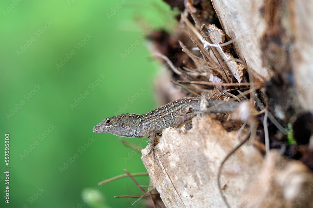 Macro closeup of blown alone lizard warming on summer sun. Anolis sagrei small reptile in native to Florida USA Macro closeup of blown alone lizard warming on summer sun. Anolis sagrei small reptile in native to Florida USA